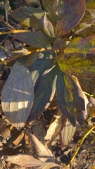 Paeoniaceae