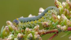 Tenthredo brevicornis