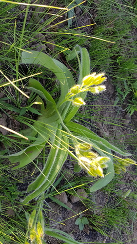 Hypoxis hemerocallidea (Hypoxis hemerocallidea)