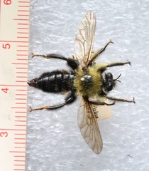 Laphria huron