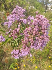 Chromolaena pulchella