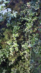 Trachelospermum jasminoides