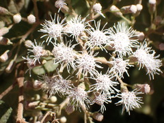 Chromolaena collina