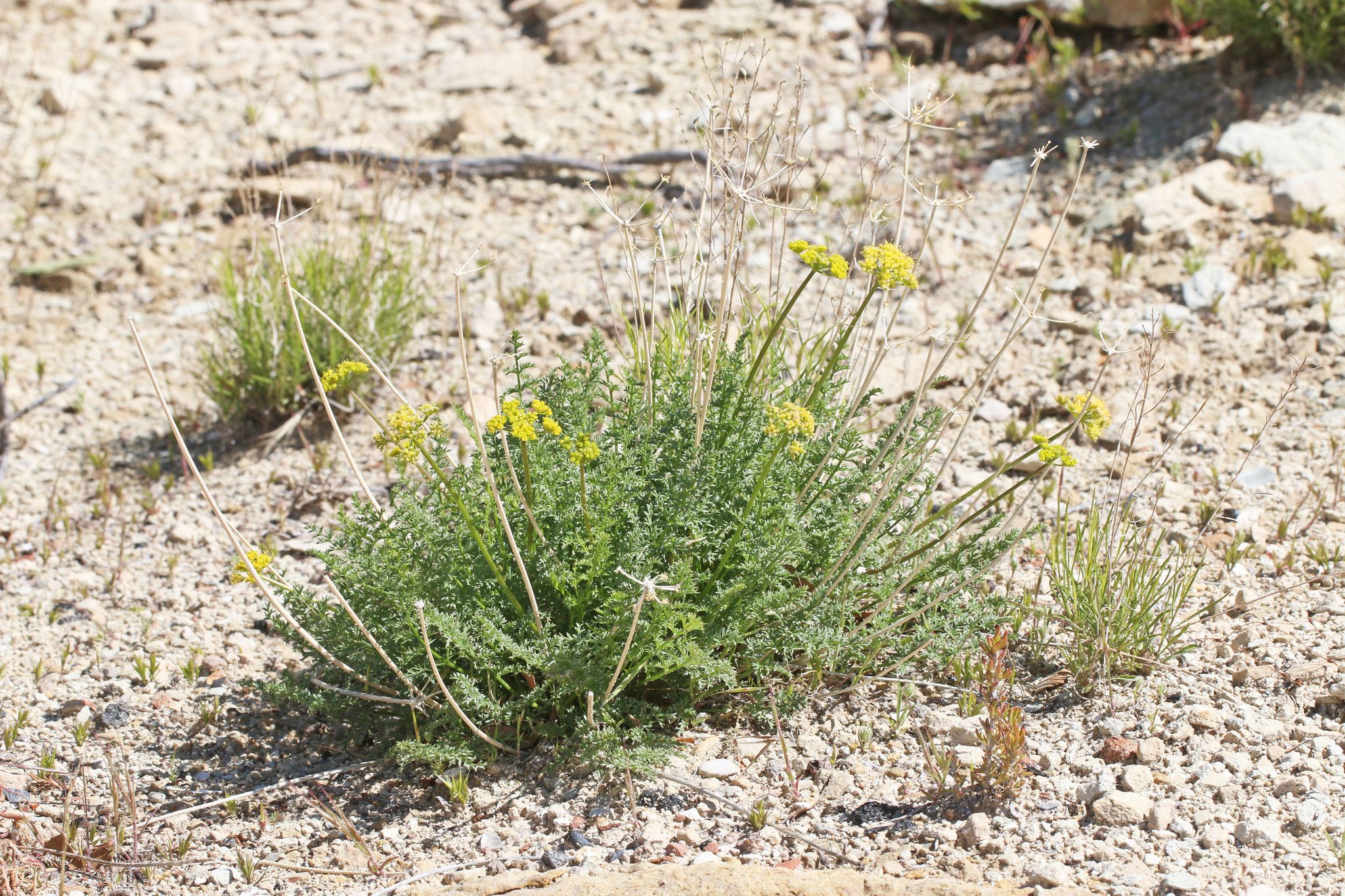 Lomatium scabrum