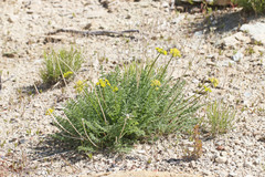 Lomatium scabrum tripinnatum