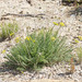 Rough Desertparsley - Photo (c) Andrey Zharkikh, some rights reserved (CC BY-NC), uploaded by Andrey Zharkikh