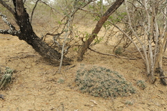 Coryphantha macromeris runyonii