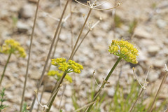 Lomatium scabrum tripinnatum