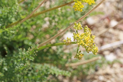 Lomatium scabrum tripinnatum