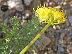 Lomatium scabrum tripinnatum