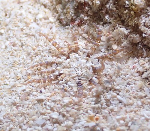 Photo of Corkscrew anemone (Bartholomea annulata)