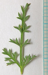 Lomatium scabrum tripinnatum