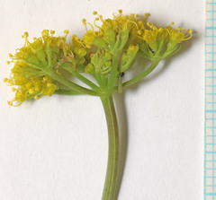 Lomatium scabrum tripinnatum