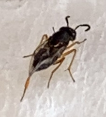Pterygota