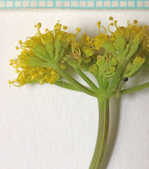 Lomatium scabrum tripinnatum