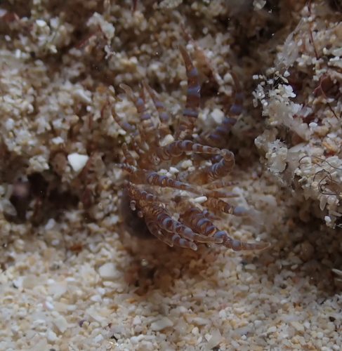 Photo of Corkscrew anemone (Bartholomea annulata)