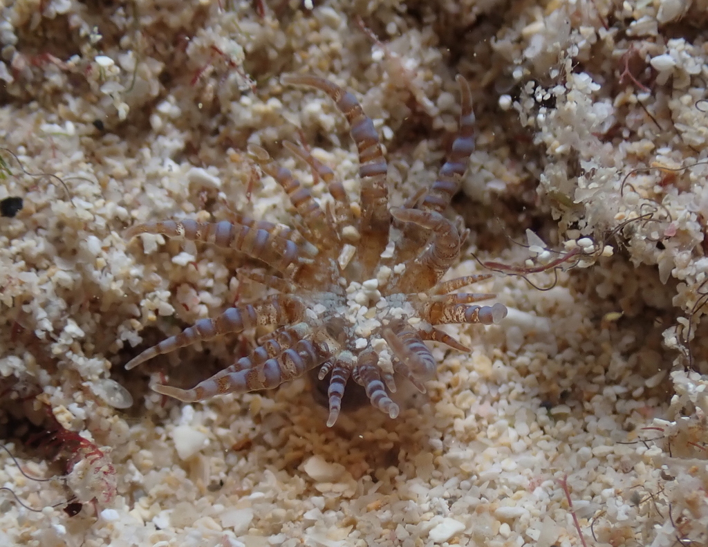 Photo of Corkscrew anemone (Bartholomea annulata)