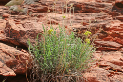 Lomatium scabrum tripinnatum