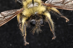 Laphria huron