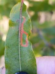 Neurobathra strigifinitella