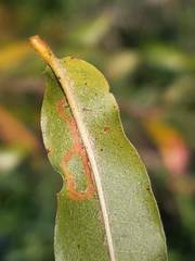 Neurobathra strigifinitella