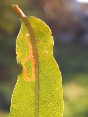 Neurobathra strigifinitella