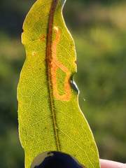 Neurobathra strigifinitella