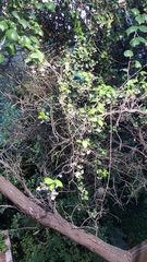 Trachelospermum jasminoides