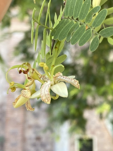 Mango (Mangifera indica)