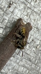 Lipotriches flavoviridis