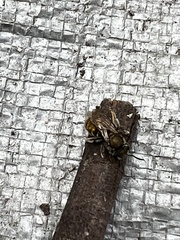 Lipotriches flavoviridis