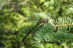 Somatochlora hineana