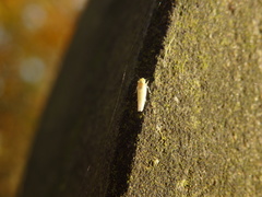 Zygina nivea