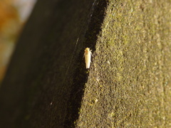 Zygina nivea