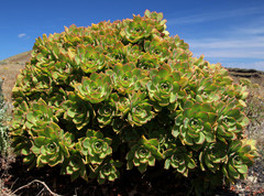 Aeonium lancerottense image