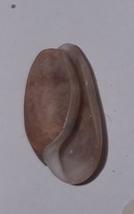 Bulla striata