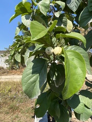 Cordia dodecandra