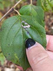 Stigmella rhamnicola