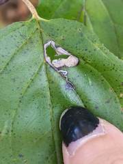 Stigmella rhamnicola