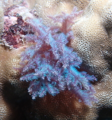 Dasya iridescens