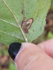 Stigmella rhamnicola