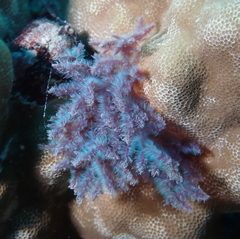 Dasya iridescens