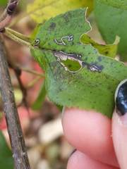 Stigmella rhamnicola