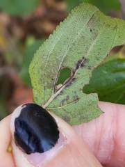 Stigmella rhamnicola