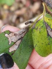 Stigmella rhamnicola