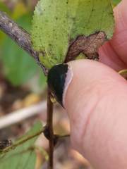 Stigmella rhamnicola