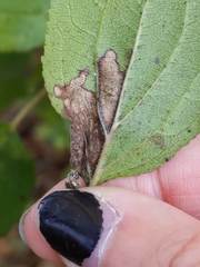 Stigmella rhamnicola