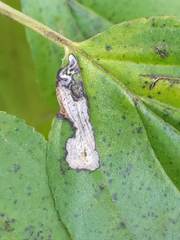 Stigmella rhamnicola