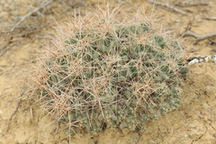 Coryphantha macromeris runyonii