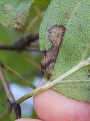 Stigmella rhamnicola